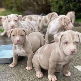 Pitbull-Welpen zu vermitteln, WhatsApp-N