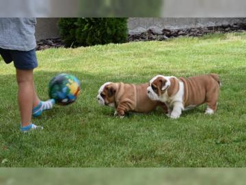 Englische Bulldogge Welpen zu verkaufen. 