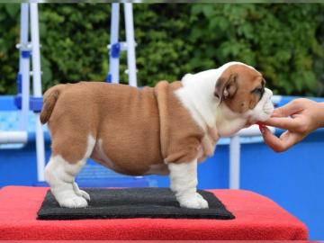 Englische Bulldogge Welpen zu verkaufen. 
