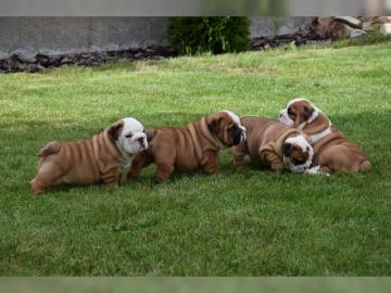Englische Bulldogge Welpen zu verkaufen. 