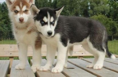Blaue Augen Siberian Husky Welpen