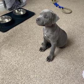 Spezielle kleine Pitbull-Welpen