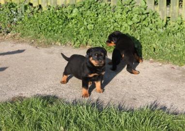 12 Wochen alt Rottweiler Welpen f�r Anna