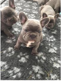 Franz�sische Bulldogge Welpen in blue
