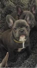 Franz�sische Bulldogge Welpen in blue