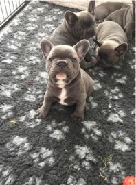 Franz�sische Bulldogge Welpen in blue