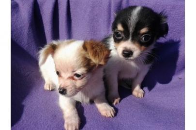 Chihuahua Langhaar Welpen mit Papiere Ch