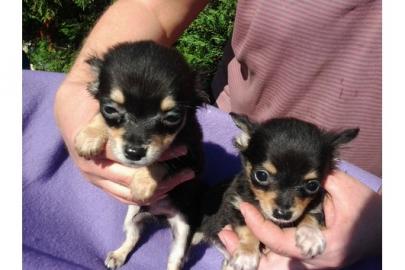 Chihuahua Langhaar Welpen mit Papiere Ch