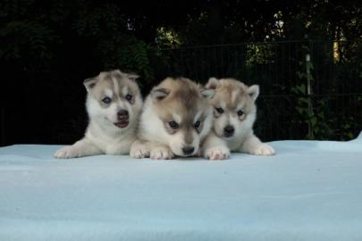Wir haben Siberian Husky Welpen