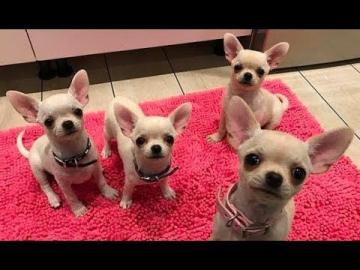 Chihuahua Welpen zu verkaufen