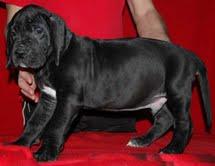 Reinrassige Deutsche-Dogge-Welpen. 