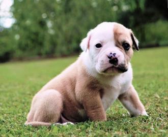 english bulldog puppy