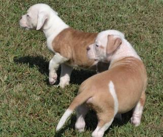english bulldog puppy