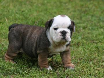 Englische Bulldogge Welpen zu Verkauf