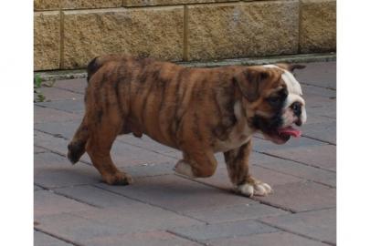 Englische Bulldogge Welpen zu Verkauf