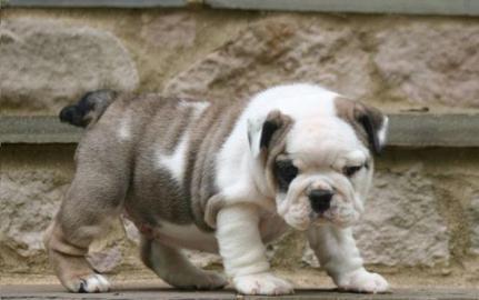 Englische Bulldogge Welpen zu Verkauf