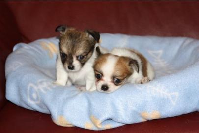 wundersch�ne Chihuahua-Welpen