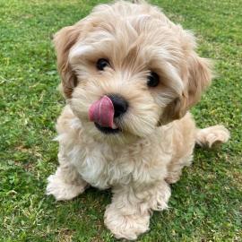 Intelligente Maltipoo-Welpen **KOSTENLOS