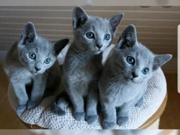 Russisch Blau Kitten mit Stammbaum