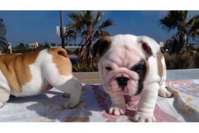 Englische Bulldoggen Welpen