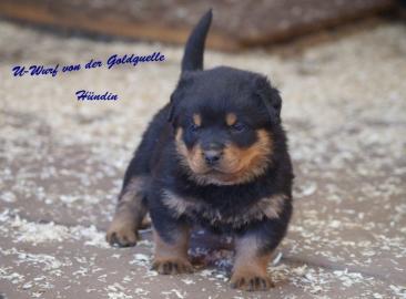 Wir haben Rottweiler Welpen mit ADRK Pap