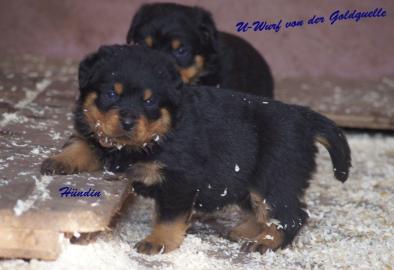 Wir haben Rottweiler Welpen mit ADRK Pap