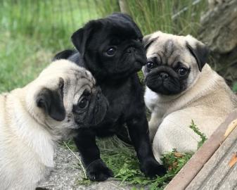 S??e kleine Mini Mops welpen suchen ein