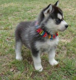 herrliche Siberian Husky Welpe