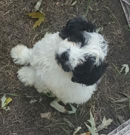 Tibet Terrier Welpen d�rfen nun ausziehe