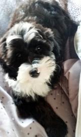 Tibet Terrier Welpen d�rfen nun ausziehe