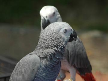 Graupapagei (Paar)