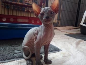 K�tzchen Kanadischer Sphynx mit Stammbau
