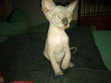 K�tzchen Kanadischer Sphynx mit Stammbau