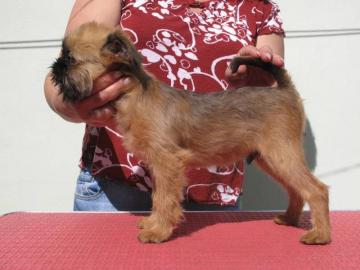 Br�sseler Griffon mit Stammbaum