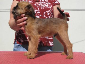 Br�sseler Griffon mit Stammbaum