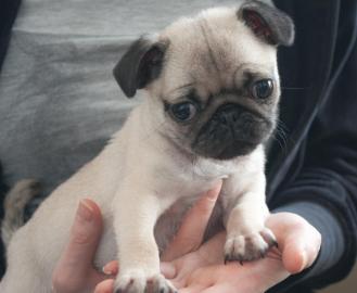 Wunderh�bscher Mops Welpe R�de beige sup