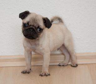 Wunderh�bscher Mops Welpe R�de beige sup