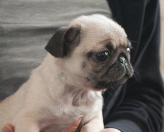 Wunderh�bscher Mops Welpe R�de beige sup
