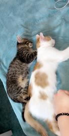 Babykatzen