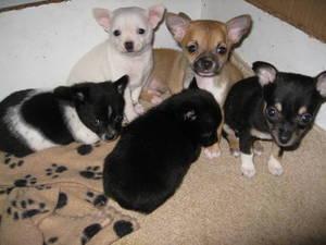 S��e Chihuahua Welpen in verschiedenen F