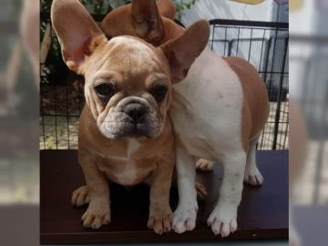 Franzosische Bulldogge