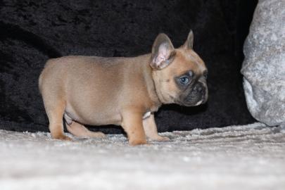Reinrassige Franz�sisch Bulldoggen