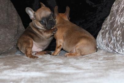 Reinrassige Franz�sisch Bulldoggen