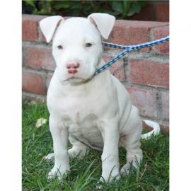 Pitbull blueline welpen zu verkaufen