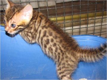 F1-F4 Savannah Kitten & Serval K�tzchen