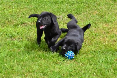Reinrassige Labrador ausgehenden, liebev