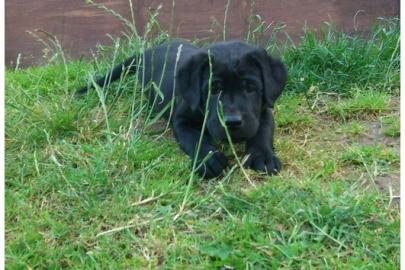 Reinrassige Labrador ausgehenden, liebev