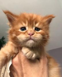 Wundersch�ne Maine-Coon-Katzen abzugeben