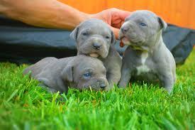 American Pitbull Terrier Blueline welpe