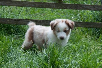 Liebevolle Australian Shepherd Welpen au